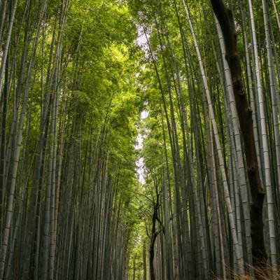 日本又有76人疑因服用小林制药红曲保健品死亡